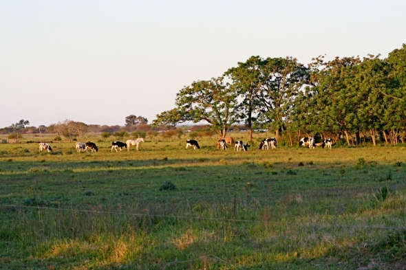 A - Campo Rosario Flores #4