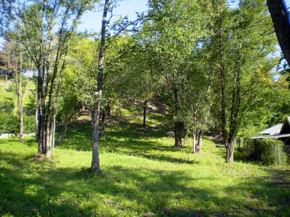 A - Lote Tambu #3